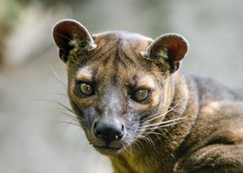 Est-ce qu'il y a des lions à Madagascar ?