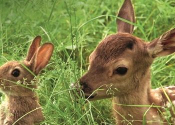 Comment s'appelle le bébé de cerf ?