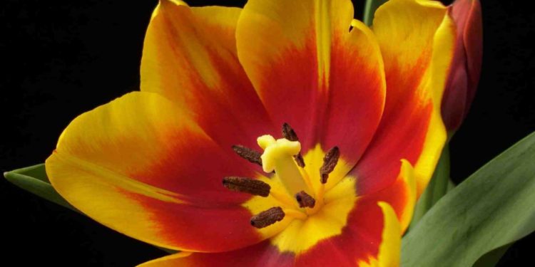 Quel est le mâle de la hase ?