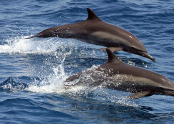 Pourquoi le dauphin est un ongulé ?