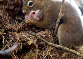 Quelle est la famille de l'écureuil ?