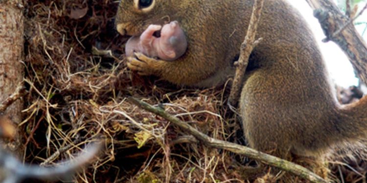 Quelle est la famille de l'écureuil ?