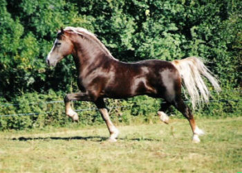 Comment on appelle un cheval castré ?