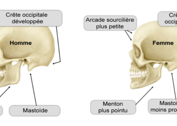 Quel est le masculin d'une cane ?