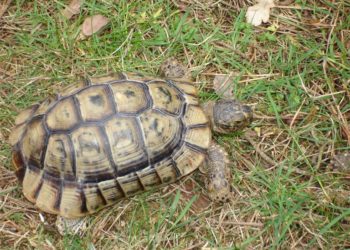 Comment Elever bébé tortue Hermann ?