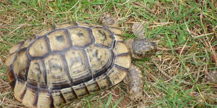 Comment Elever bébé tortue Hermann ?