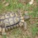 Comment Elever bébé tortue Hermann ?