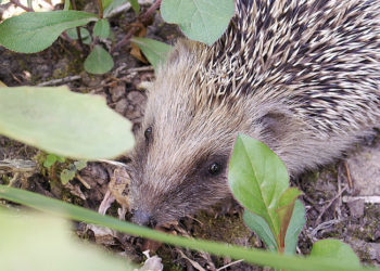 Quel est le nom du petit du hérisson ?