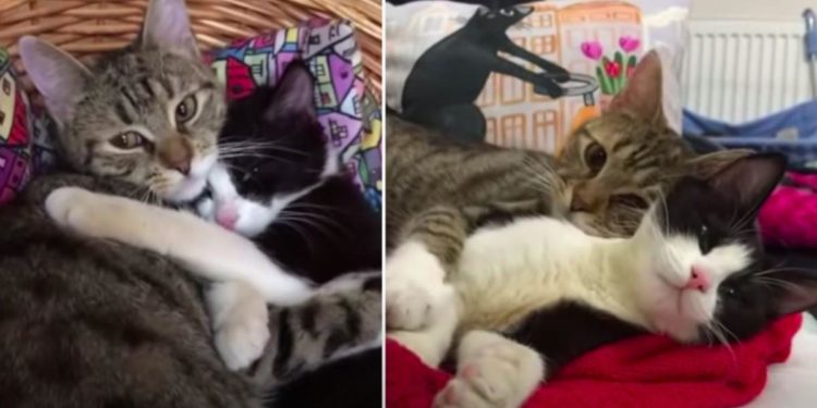 Qui a un Patronus chat ?