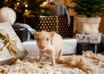 Comment Appelle-t-on les nouveaux animaux de compagnie ?