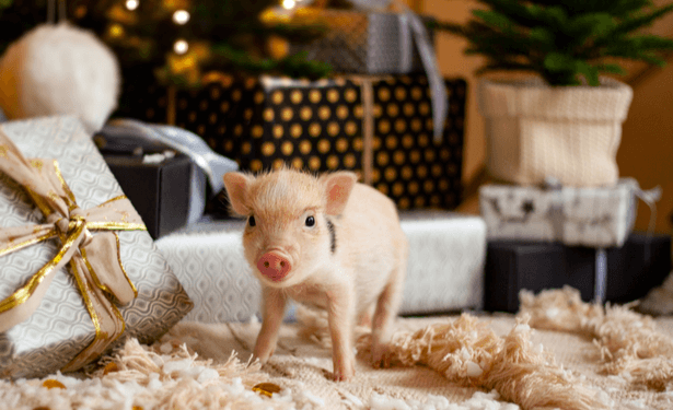 Comment Appelle-t-on les nouveaux animaux de compagnie ?