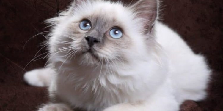 Quels sont les animaux les plus affectueux ?