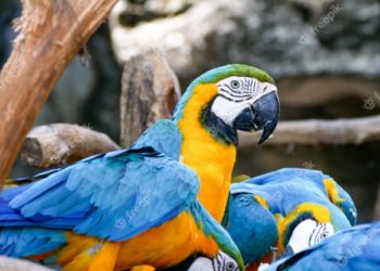 Comment s'appelle le perroquet bleu ?