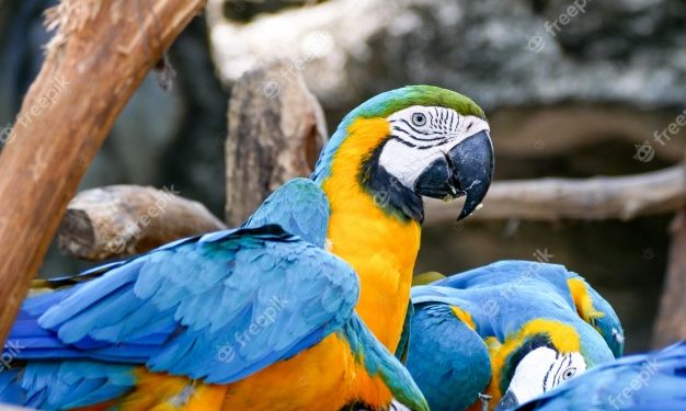 Comment s'appelle le perroquet bleu ?