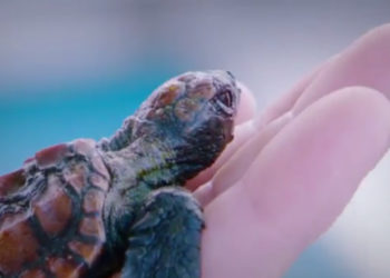 Quel est le nom du bébé de la tortue ?