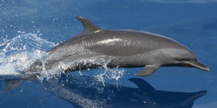 Comment s'appel le bébé du dauphin ?