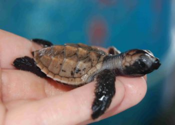 Comment on appel un bébé tortue ?
