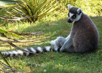 Quel est l'animal qui commence par la lettre F ?