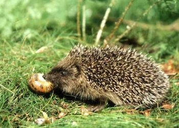 Quel est l'animal qui mange de tout ?