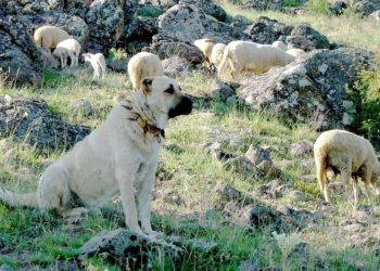 Qui est le plus fort le chien ou le loup ?