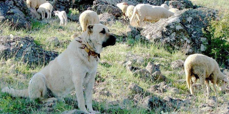 Qui est le plus fort le chien ou le loup ?