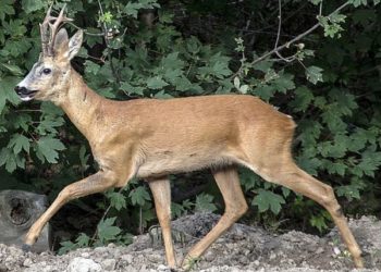 Quelle est la différence entre un chevreuil et un cerf ?