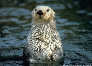 Est-ce qu'une loutre dort beaucoup ?