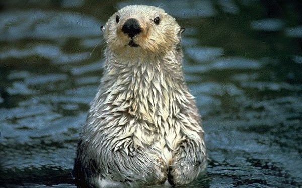 Est-ce qu'une loutre dort beaucoup ?