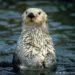 Est-ce qu'une loutre dort beaucoup ?