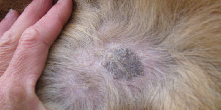 Comment eviter la teigne chez le chien ?