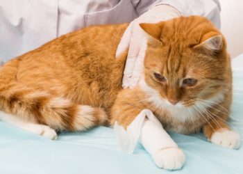 Comment savoir si mon chat fait une hémorragie interne ?