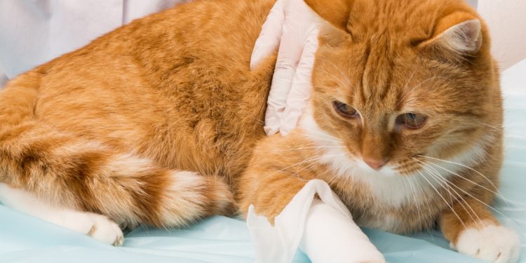 Comment savoir si mon chat fait une hémorragie interne ?