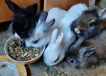 Comment nourrir un bébé lapin nain ?