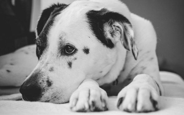 Comment savoir si un animal va mourir ?