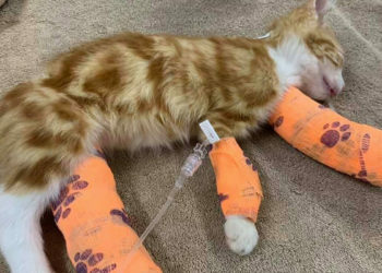 Où mettre un chaton mort ?