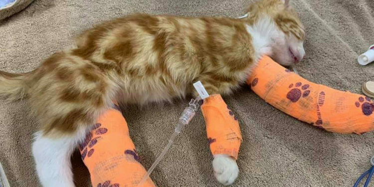 Où mettre un chaton mort ?