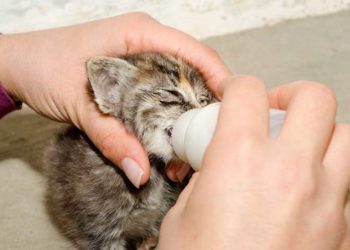 Comment s'occuper d'un chaton de 1 semaine ?