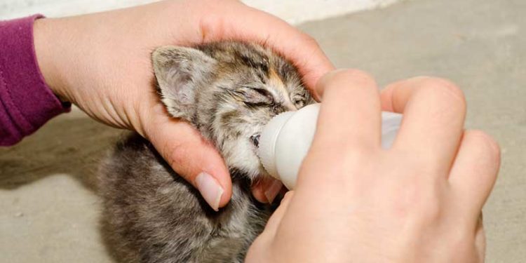 Comment s'occuper d'un chaton de 1 semaine ?