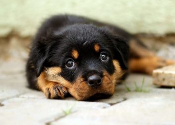 Comment savoir si un chien a été empoisonné ?