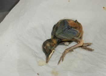 Comment sauver oisillon tombé du nid ?