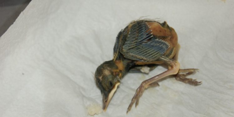 Comment sauver oisillon tombé du nid ?