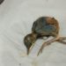 Comment sauver oisillon tombé du nid ?