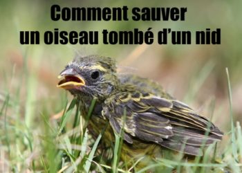 Comment sauver un merle ?