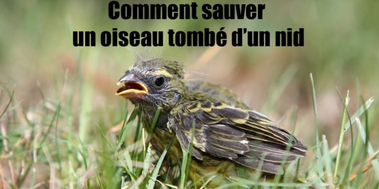 Comment sauver un merle ?