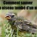 Comment sauver un merle ?