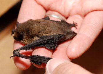 Comment aider une Chauve-souris blessée ?
