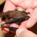 Comment aider une Chauve-souris blessée ?