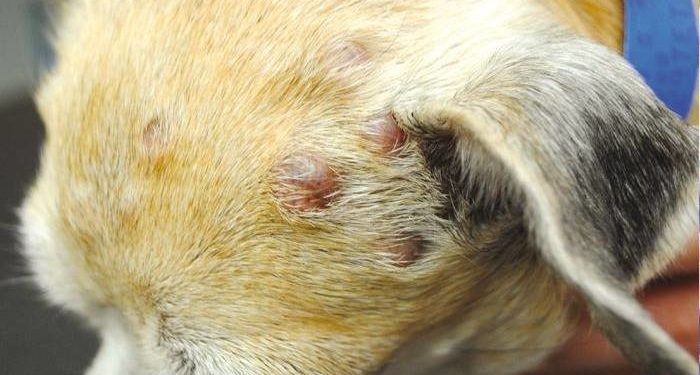 Comment se manifeste le cancer de la peau chez le chien ?
