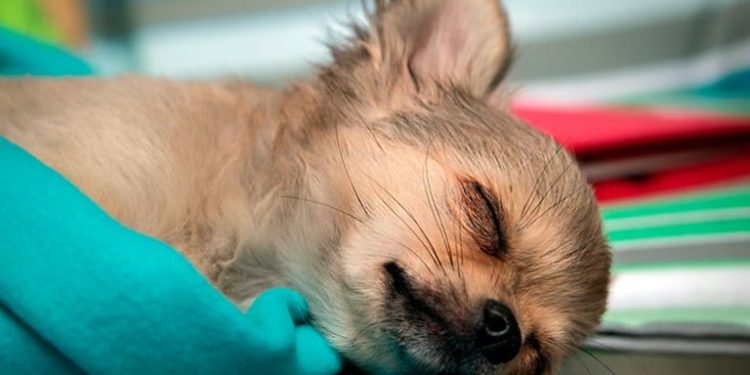 Comment savoir si mon chien va être petit ou grand ?