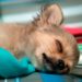 Comment savoir si mon chien va être petit ou grand ?